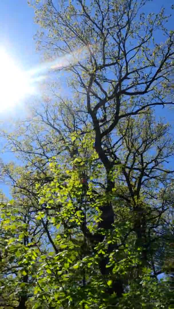 Pionowe wideo z lasu wiosną w słoneczny dzień — Wideo stockowe