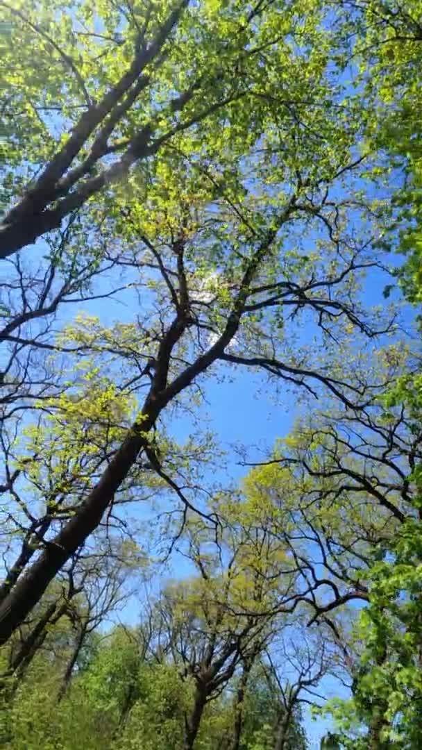 Vertikales Video des Waldes im Frühling an einem sonnigen Tag — Stockvideo