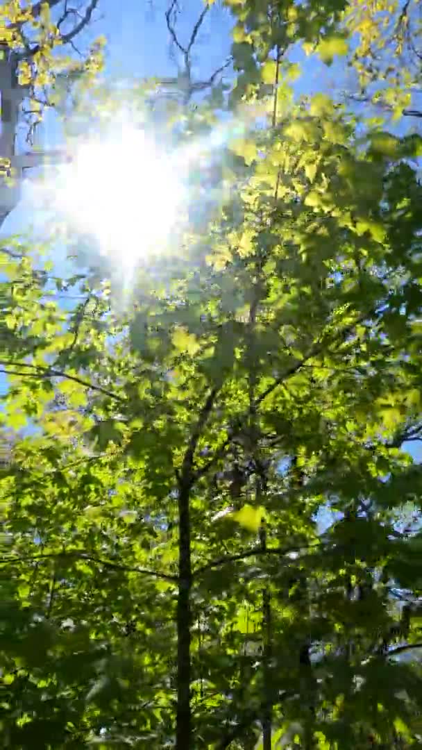 Vertikales Video des Waldes im Frühling an einem sonnigen Tag — Stockvideo