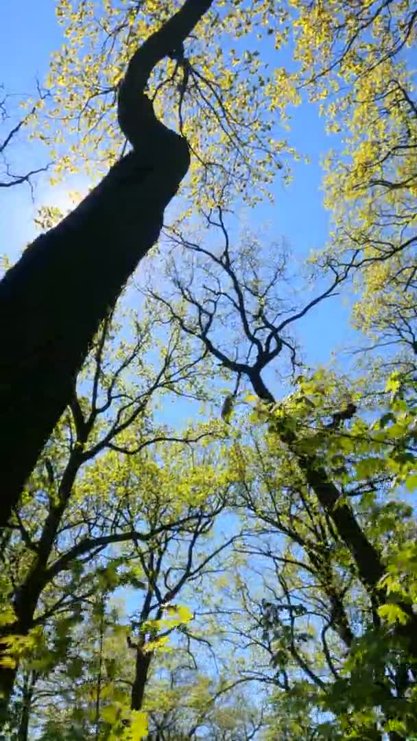 Vertikales Video des Waldes im Frühling an einem sonnigen Tag — Stockvideo