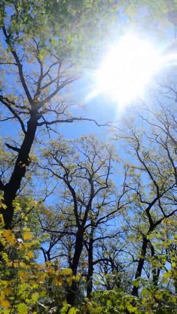 Vertikales Video des Waldes im Frühling an einem sonnigen Tag — Stockvideo