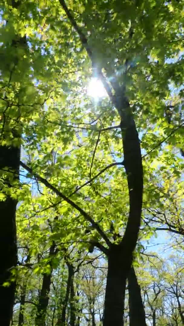 Vertikales Video des Waldes im Frühling an einem sonnigen Tag — Stockvideo