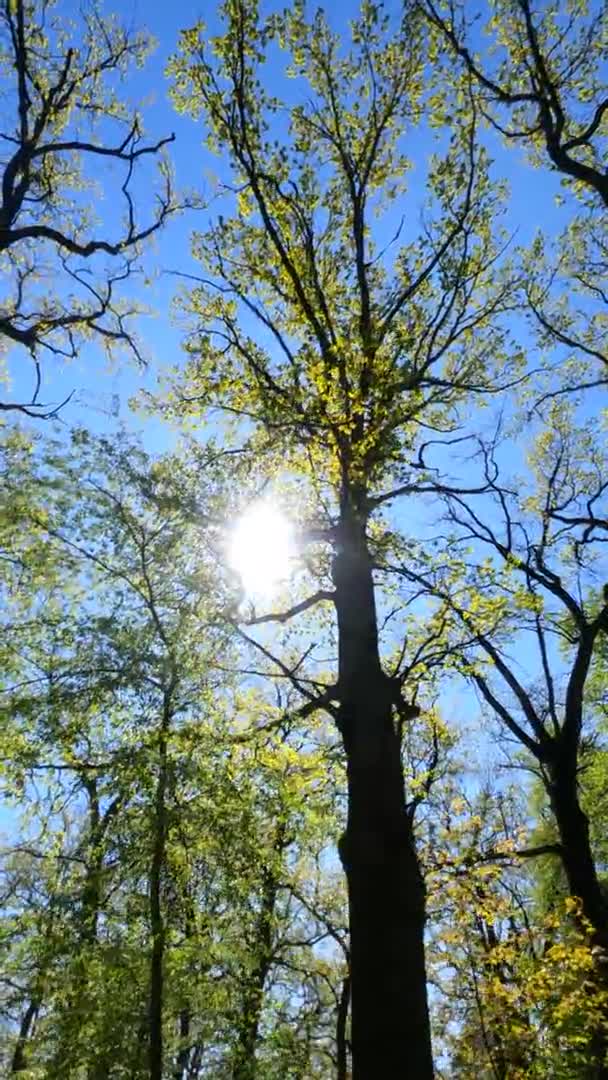 Vertikales Video des Waldes im Frühling an einem sonnigen Tag — Stockvideo