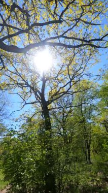 Güneşli bir günde baharda ormanın dikey videosu