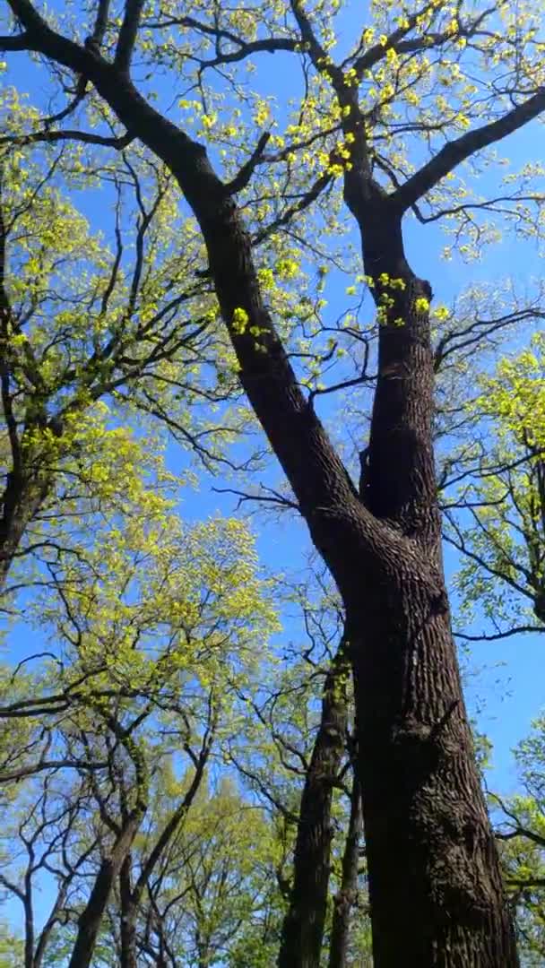 Güneşli bir günde baharda ormanın dikey videosu — Stok video