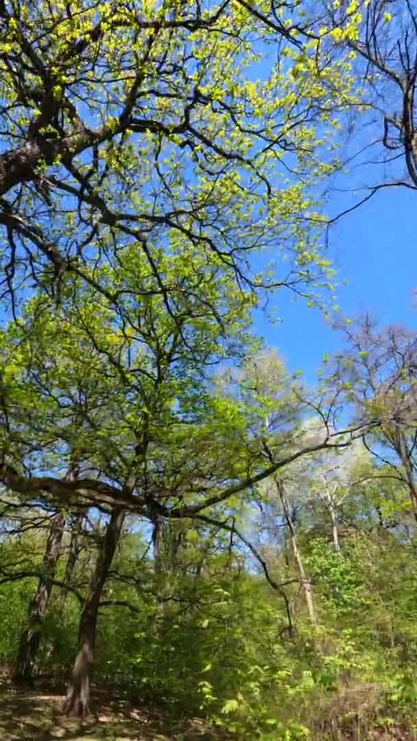 Vertikales Video des Waldes im Frühling an einem sonnigen Tag — Stockvideo