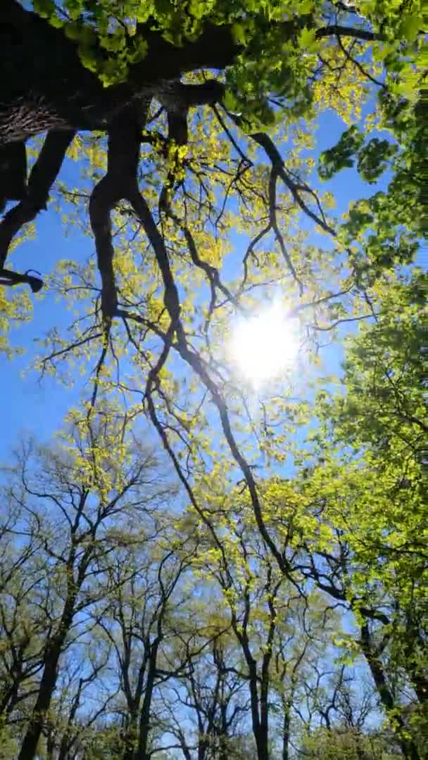 Vertikales Video des Waldes im Frühling an einem sonnigen Tag — Stockvideo