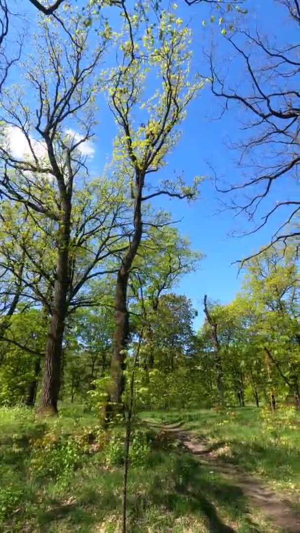 Verticale video van het bos in het voorjaar op een zonnige dag — Stockvideo