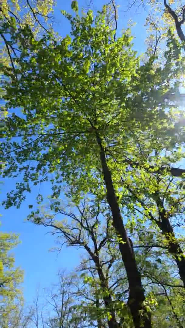 Verticale video van het bos in het voorjaar op een zonnige dag — Stockvideo