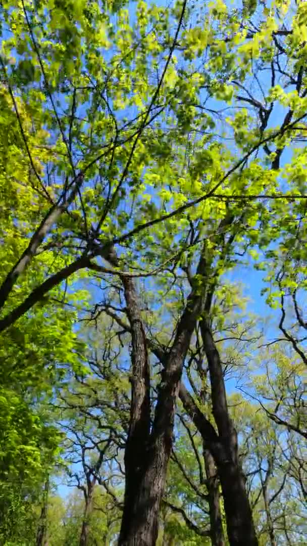 Güneşli bir günde baharda ormanın dikey videosu — Stok video