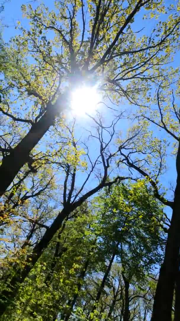 Vertikal video av skogen på våren på en solig dag — Stockvideo