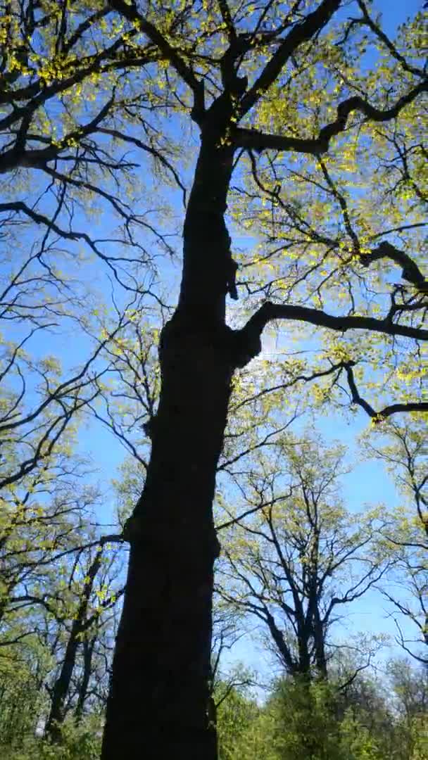 Vertikales Video des Waldes im Frühling an einem sonnigen Tag — Stockvideo