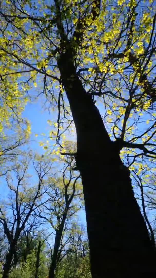 Vertikal video av skogen på våren på en solig dag — Stockvideo