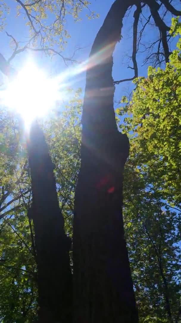 Vídeo vertical del bosque en primavera en un día soleado — Vídeos de Stock