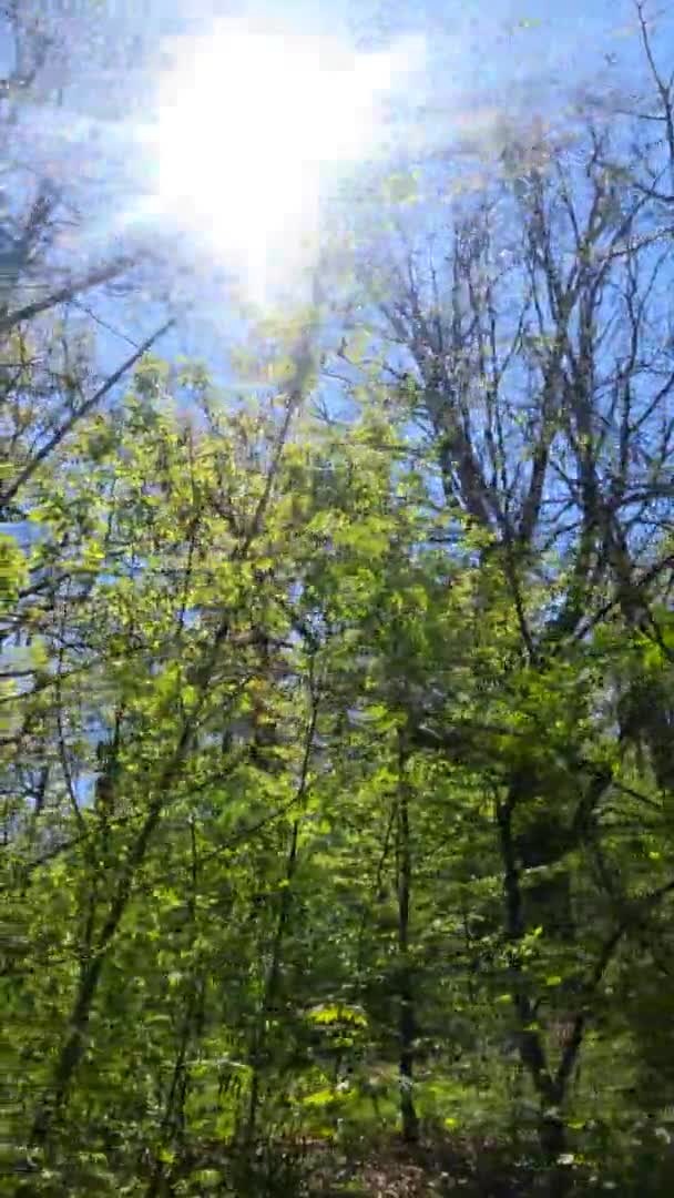 Вертикальне відео лісу навесні в сонячний день — стокове відео
