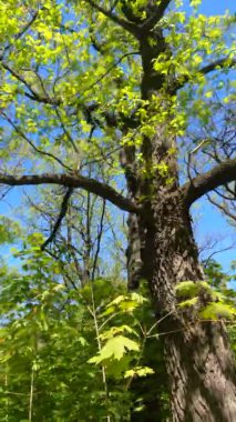Güneşli bir günde baharda ormanın dikey videosu