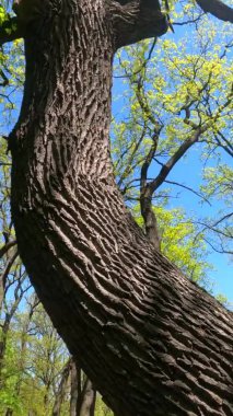 Güneşli bir günde baharda ormanın dikey videosu