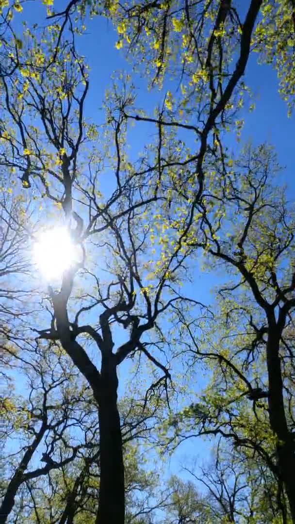 Verticale video van het bos in het voorjaar op een zonnige dag — Stockvideo