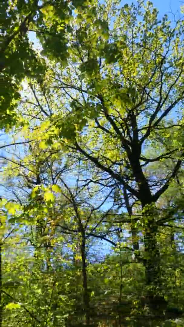 Vídeo vertical da floresta na primavera em um dia ensolarado — Vídeo de Stock