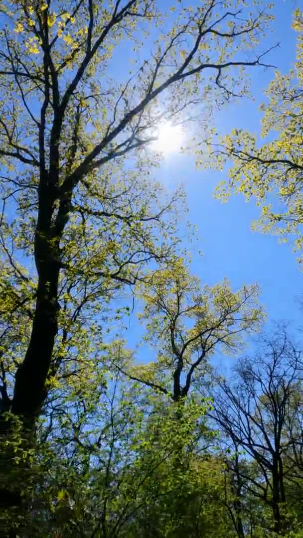 एक धूप के दिन वसंत में जंगल का ऊर्ध्वाधर वीडियो — स्टॉक वीडियो