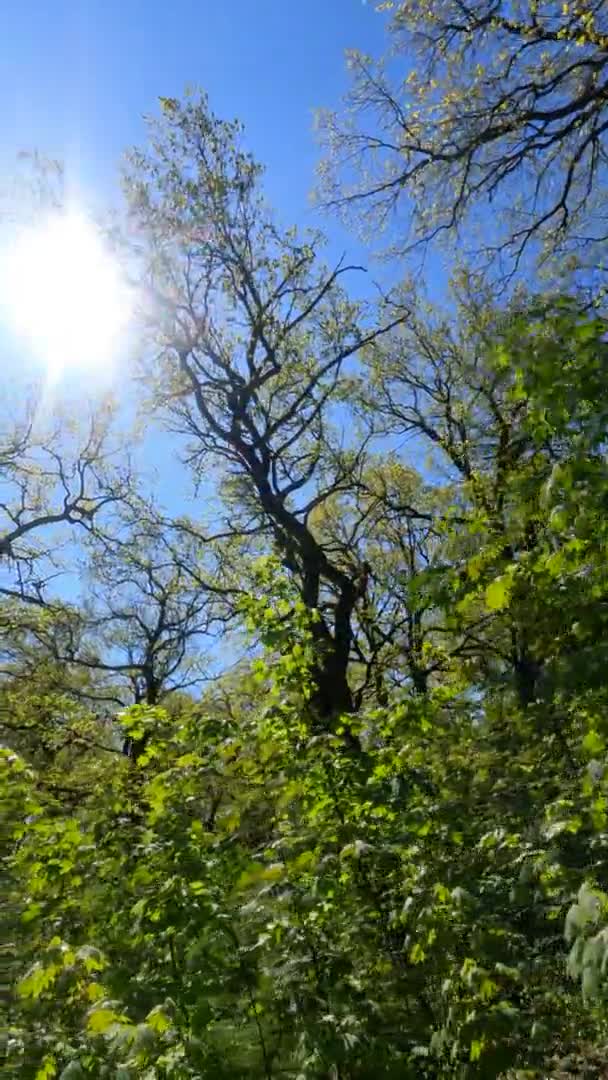 एक धूप के दिन वसंत में जंगल का ऊर्ध्वाधर वीडियो — स्टॉक वीडियो