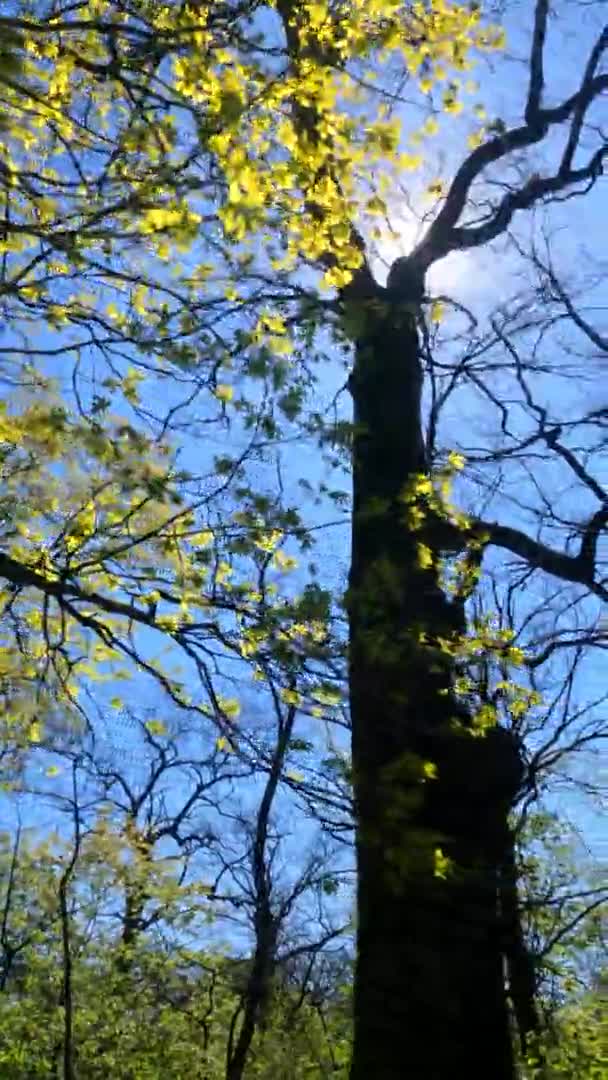 Vertikales Video des Waldes im Frühling an einem sonnigen Tag — Stockvideo