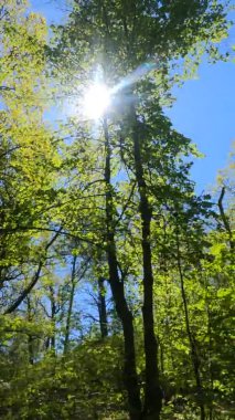 Güneşli bir günde baharda ormanın dikey videosu