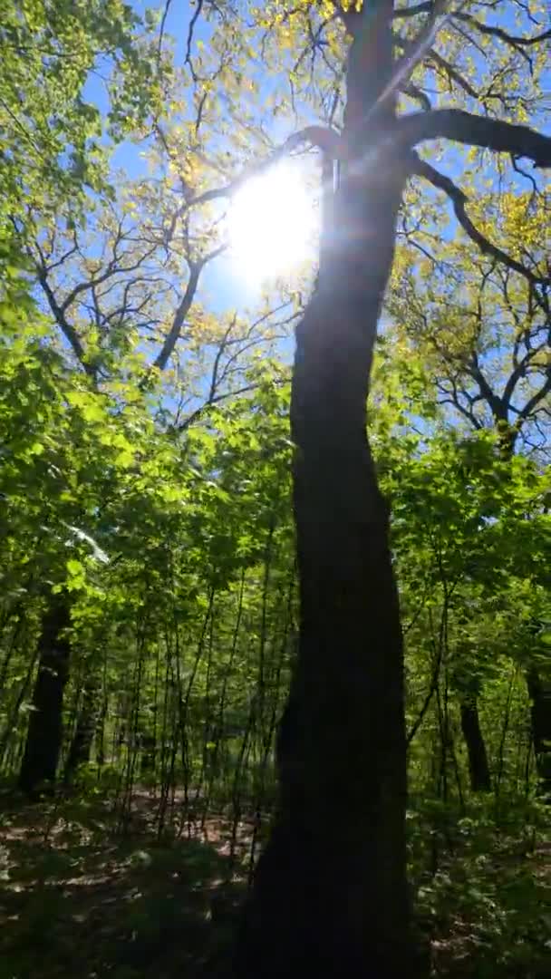 화창 한 봄날 숲의 수직 영상 — 비디오