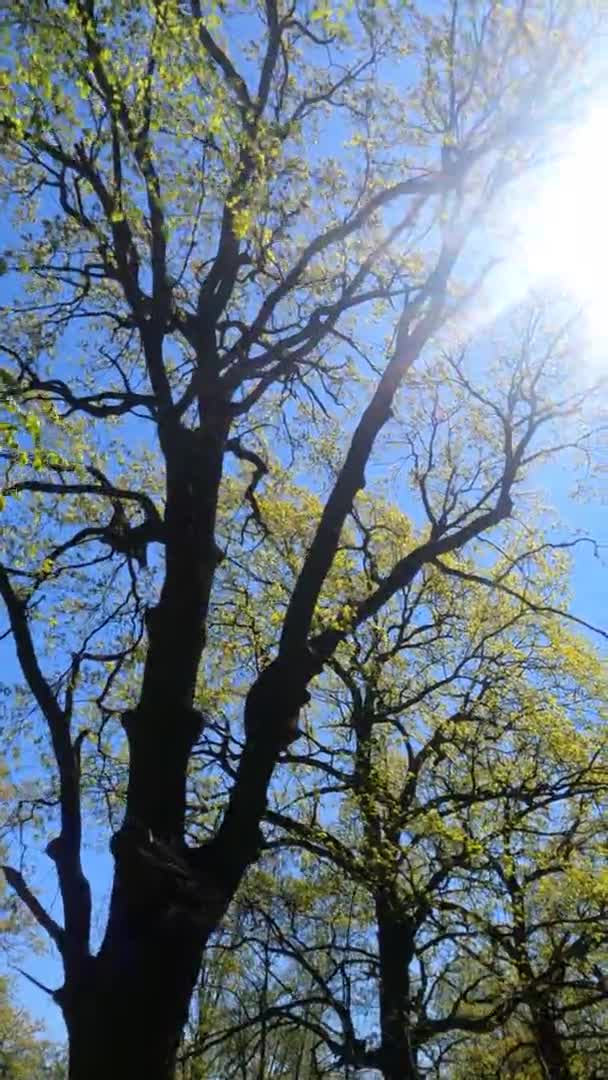 Vertikales Video des Waldes im Frühling an einem sonnigen Tag — Stockvideo