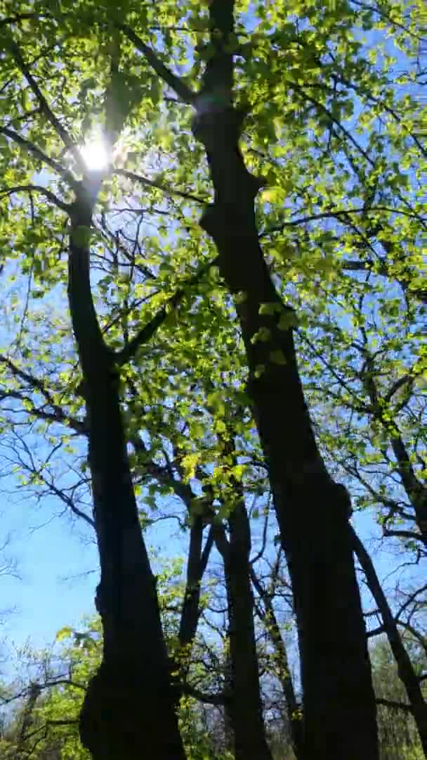 Vídeo vertical del bosque en primavera en un día soleado — Vídeos de Stock