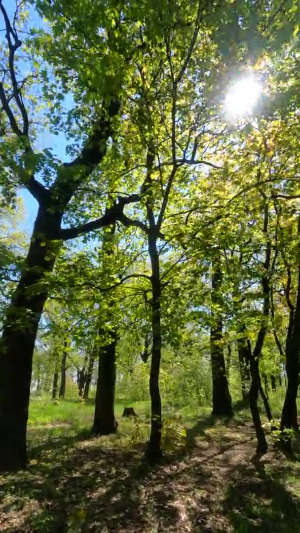 Vídeo vertical da floresta na primavera em um dia ensolarado — Vídeo de Stock