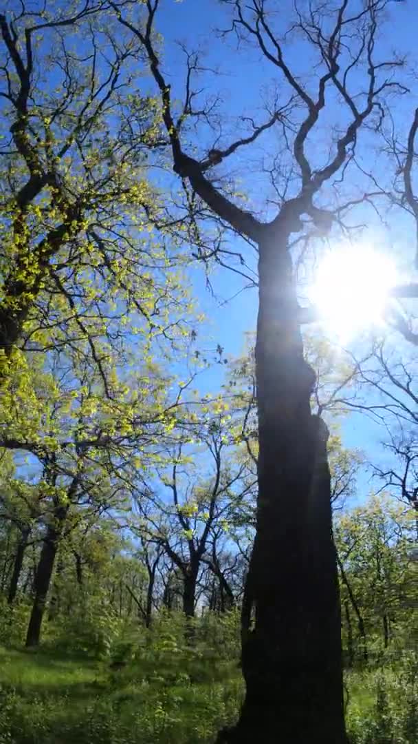 Vertikal video av skogen på våren på en solig dag — Stockvideo