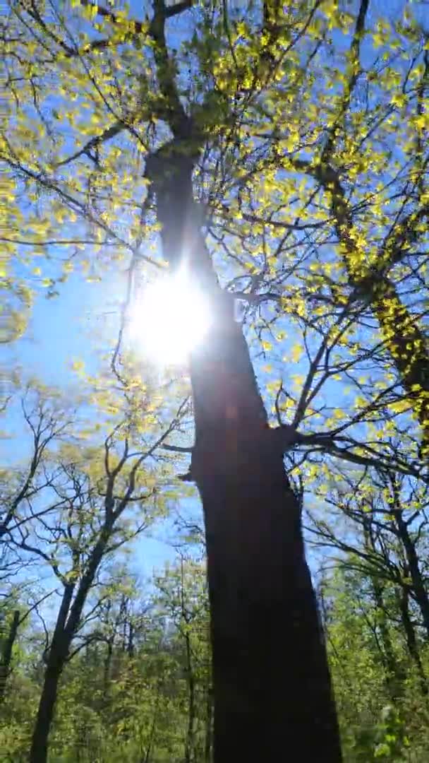 Vertikal video av skogen på våren på en solig dag — Stockvideo