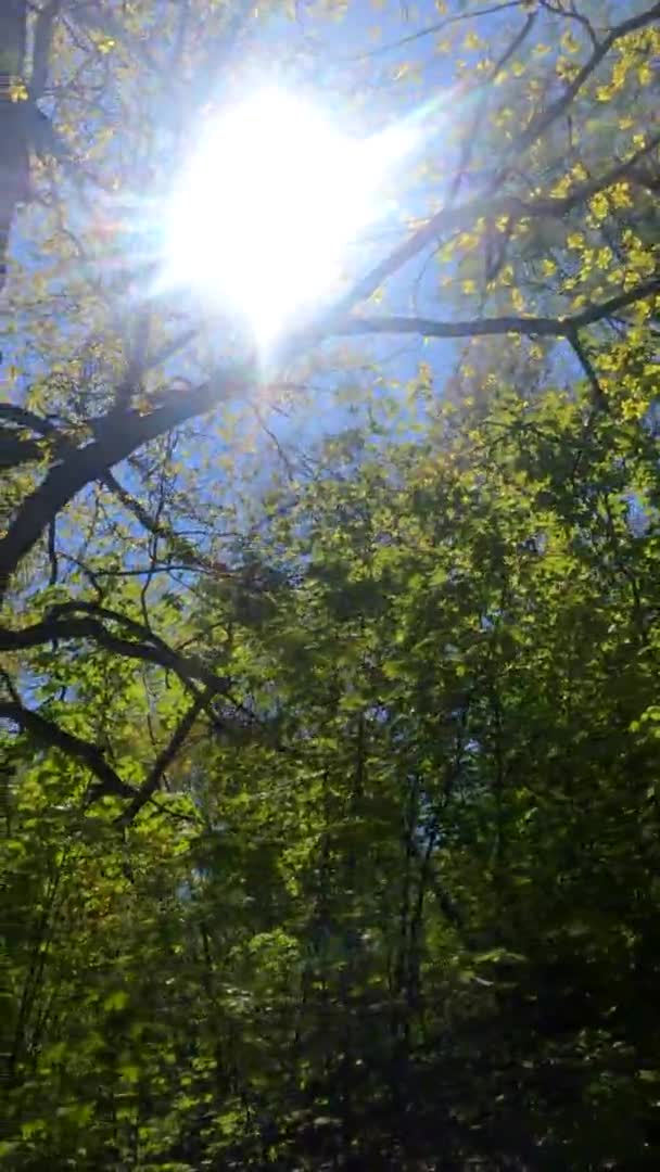 Vertikales Video des Waldes im Frühling an einem sonnigen Tag — Stockvideo