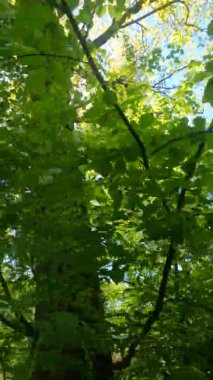 Güneşli bir günde baharda ormanın dikey videosu