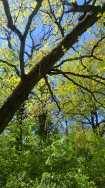 Güneşli bir günde baharda ormanın dikey videosu