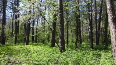 Gündüz yeşil orman, hava manzarası