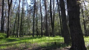 Gündüz yeşil orman, hava manzarası