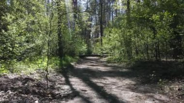 Gündüz yeşil orman, hava manzarası