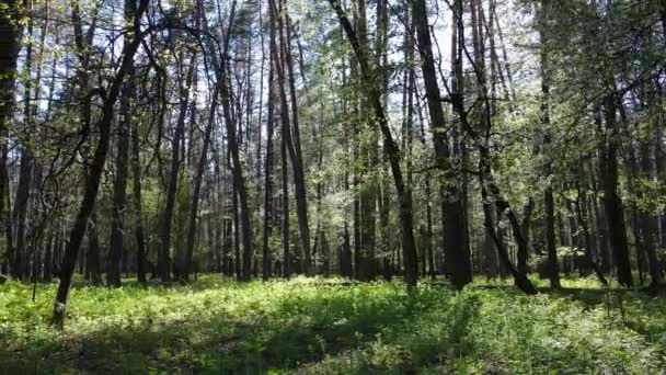 Grüner Wald am Tag, Luftaufnahme — Stockvideo