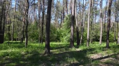 Gündüz yeşil orman, hava manzarası