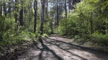 Gündüz yeşil orman, hava manzarası