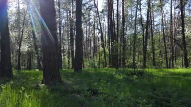 Gündüz yeşil orman, hava manzarası