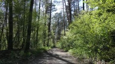 Gündüz yeşil orman, hava manzarası