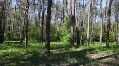 Gündüz yeşil orman, hava manzarası