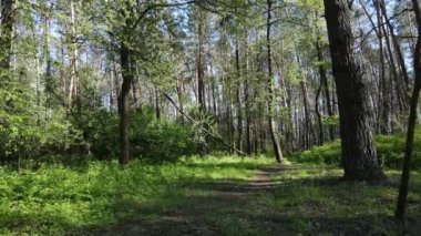 Gündüz yeşil orman, hava manzarası