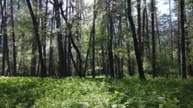 Gündüz yeşil orman, hava manzarası