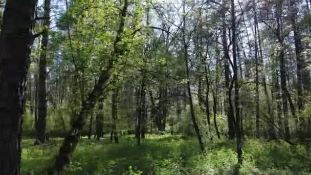 Groen bos overdag, vanuit de lucht — Stockvideo