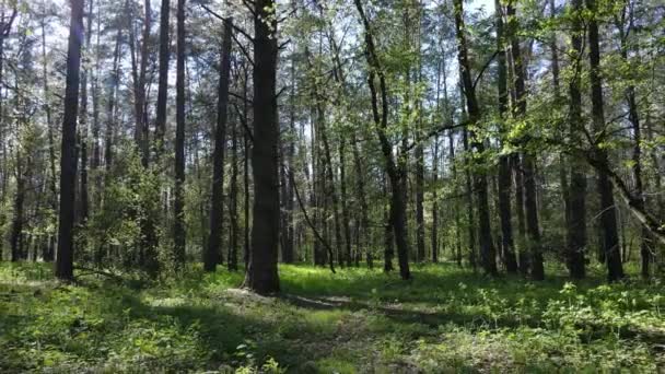 Bosco verde durante il giorno, vista aerea — Video Stock