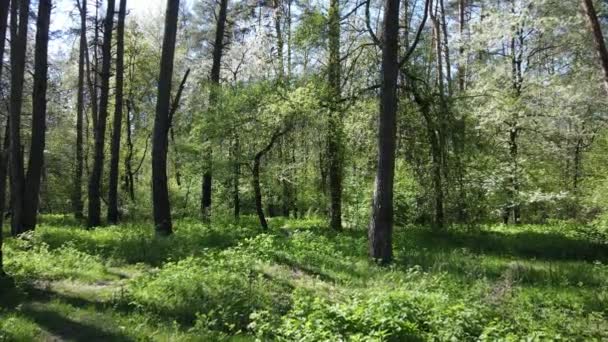 Bosque verde durante el día, vista aérea — Vídeos de Stock